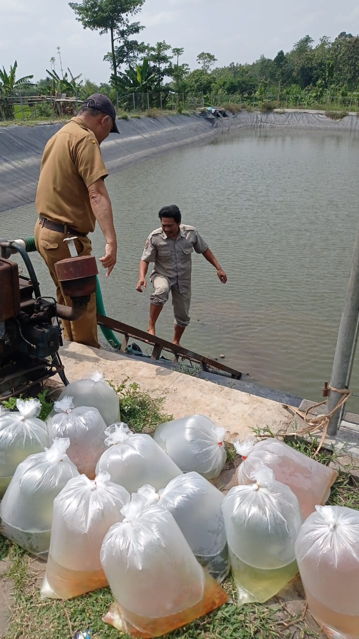 Gambar Berita BANTUAN BENIH IKAN DARI DINAS PETERNAKAN DAN PERIKANAN KAB BOYOLALI